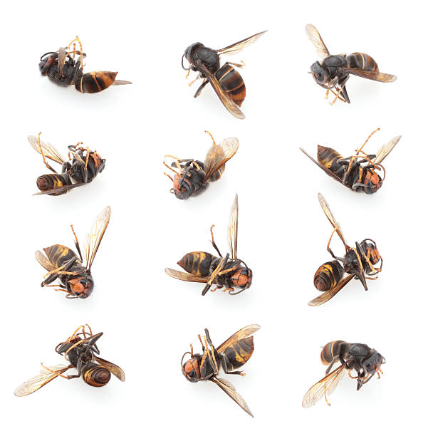 Wasp stock photo