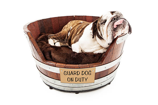 Watch Dog Sleeping on Job An English Bulldog taking a nap in a wooden dog bed with his head hanging off to the side and tongue hanging out with a sign saying Guard Dog on Duty guard dog stock pictures, royalty-free photos & images