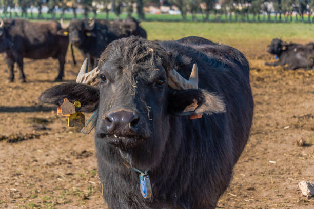 Water Buffalo in Southern Italy Water Buffalo in Southern Italy printable cow stock pictures, royalty-free photos & images