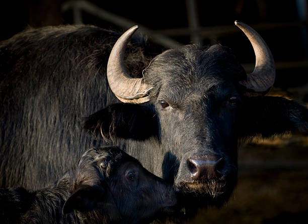 Water Buffalo mother and calf stock photo