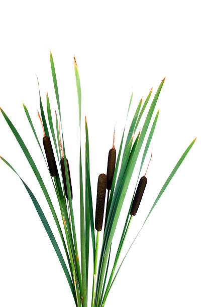 Water cattails on a white background isolated stock photo