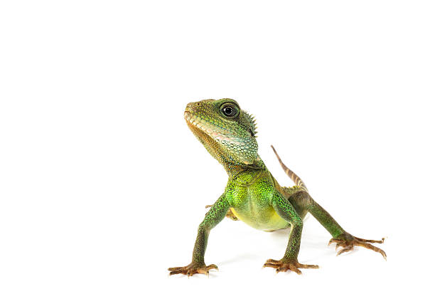 Water Dragon Water Dragon on a white background. lizard photos stock pictures, royalty-free photos & images