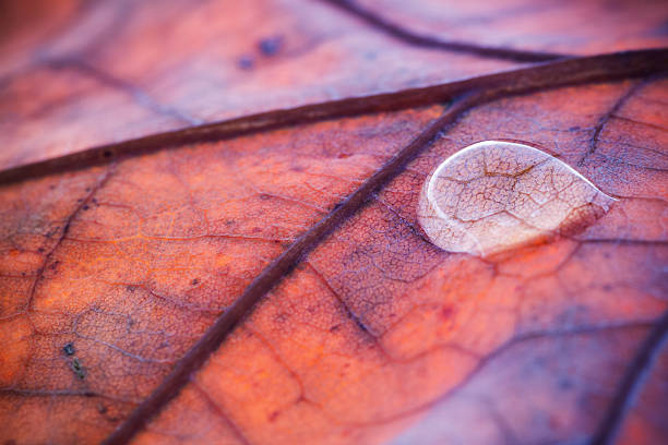 Photo of Water Drop On Autumn Leaf