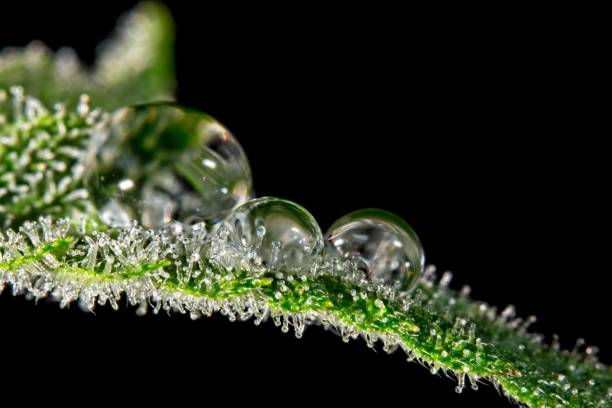 Water drop on cannabis trichomes Super -macro close up of trichomes on female cannabis indica plant leaf with water drops. plant trichome stock pictures, royalty-free photos & images
