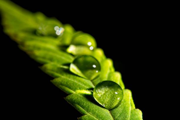 Water drop on cannabis trichomes stock photo