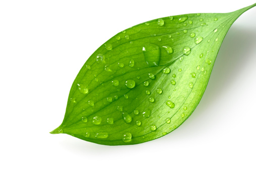 Water Drop on Leaf Isolated on White