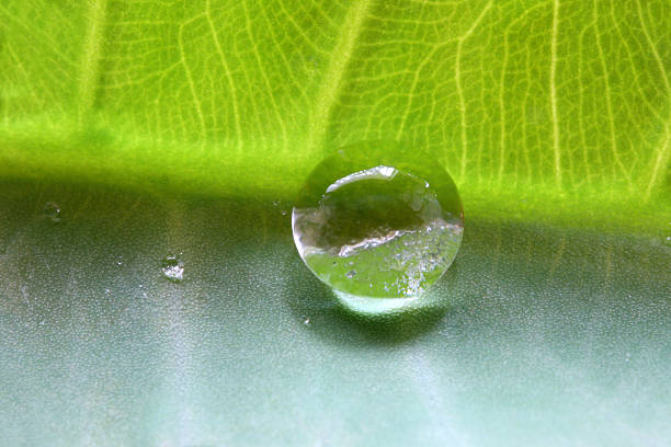 Water drop on leaf stock photo