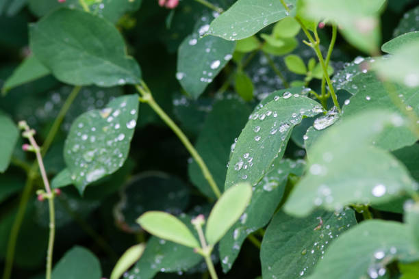 Water droplets falling off leaf stock photo