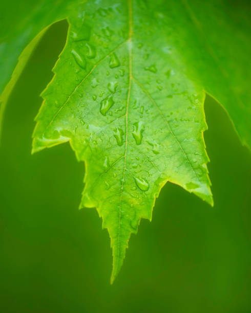 Water Droplets on a Leaf stock photo
