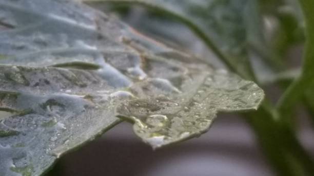 Water Droplets on Celery Leaves stock photo