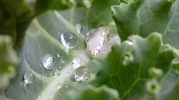 Water Droplets on Kale Leaves stock photo