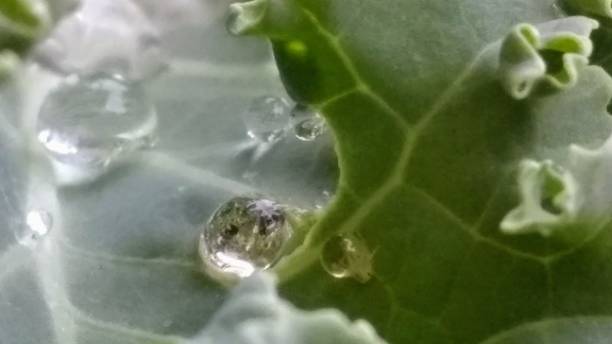 Water Droplets on Kale Leaves stock photo