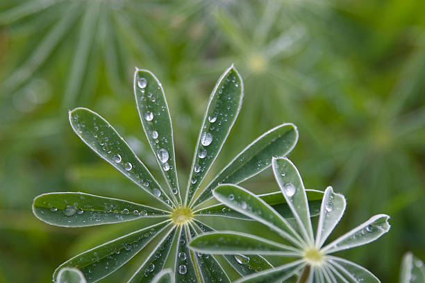 water droplets on lupin stock photo