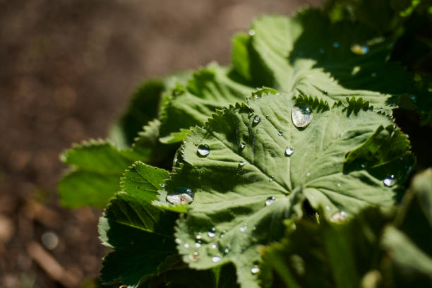 Photo of Water droplets sitting on a leaf