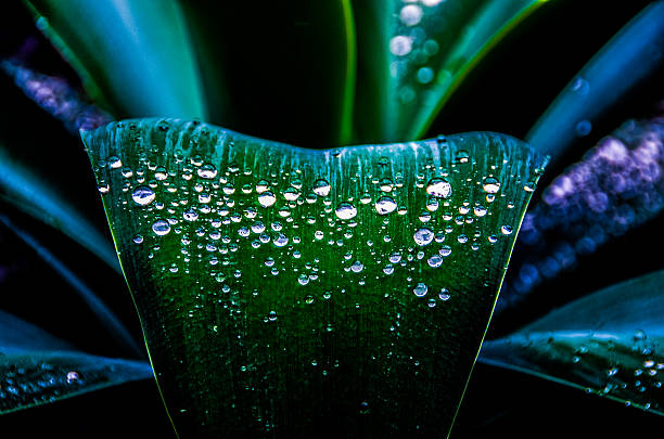 Water drops on Agave Water drops on Agave americana in San Diego, CA, USA dew photos stock pictures, royalty-free photos & images