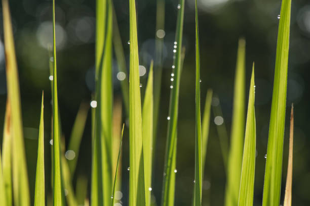 vattendroppar på grönt gräs löv på morgonen med oskärpa bokeh - easter egg bildbanksfoton och bilder
