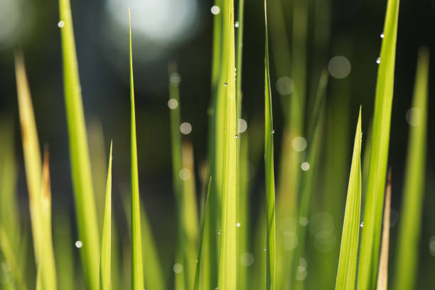 vattendroppar på grönt gräs löv på morgonen med oskärpa bokeh - easter egg bildbanksfoton och bilder