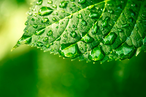 Macro shot of water droplets on a leaf, copyspace in the lower area, green background, 