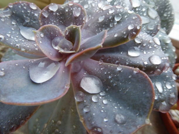 water drops on succulent stock photo