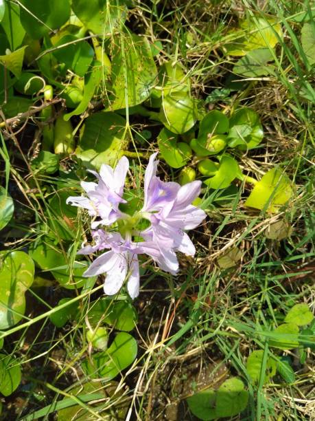 Water hyacinth (Eichhornia crassipes) is a type of floating aquatic plant. stock photo