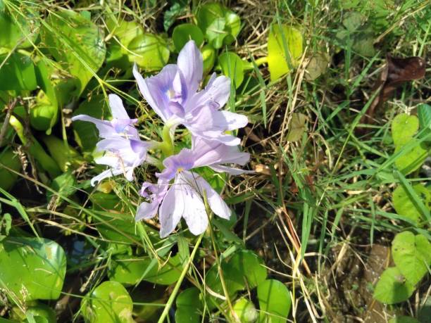 Water hyacinth (Eichhornia crassipes) is a type of floating aquatic plant. stock photo