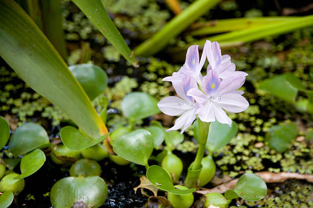 water hyacinth stock photo