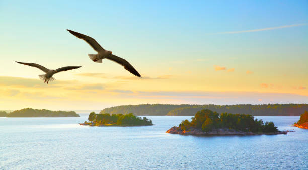 vatten landskap med flygande måsar - summer stockholm bildbanksfoton och bilder