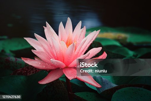 istock Water lilies blooming in summer pond 1270427630