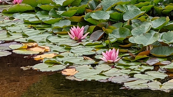 Pink water lilies on pond