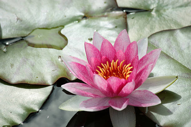 water lily stock photo