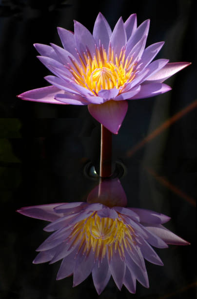 Photo of Water Lily reflection in dark pond in Maui, Hawaii.