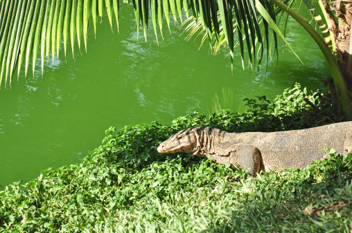 Water monitor in green park, Varanus salvator