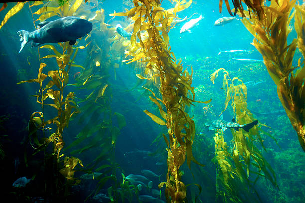 Water plants inside an aquarium with fishes Big Grouper in an aquarium. seaweed stock pictures, royalty-free photos & images