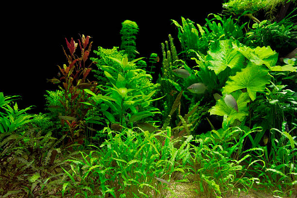 water plants stock photo
