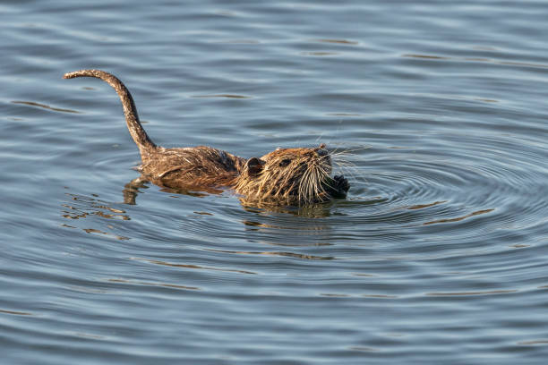 Water rat (arvicola sapidus) in the Natural Park of the Marshes of Ampurdán. stock photo