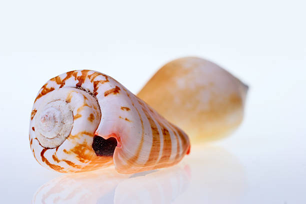Water snails stock photo