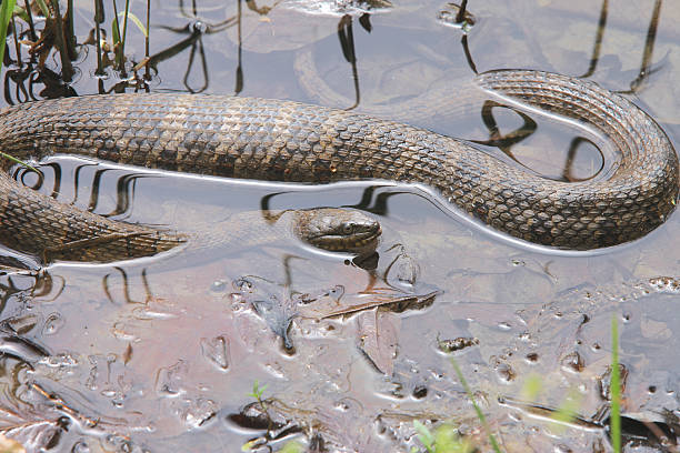 Water Snake stock photo