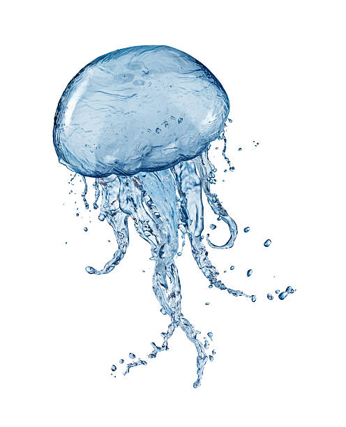 Water splash jellyfish stock photo