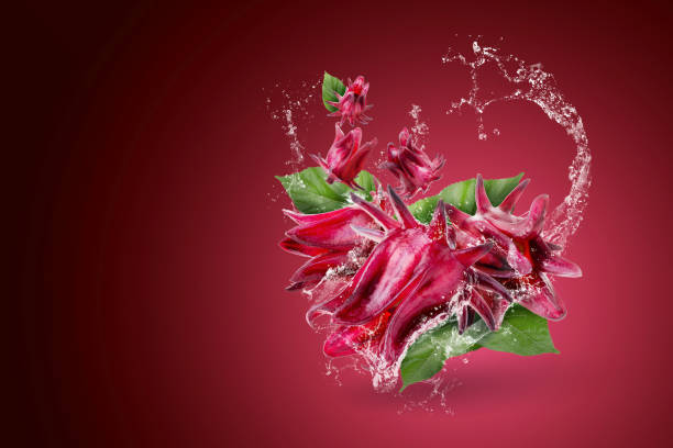 Water splashing on Roselle Hibiscus sabdariffa red flower on red background stock photo