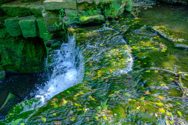 water stroom met zwevende gevallen bladeren in jesmond dene park op een zomerse namiddag in newcastle-upon-tyne, verenigd koninkrijk - newcastle united stockfoto's en -beelden
