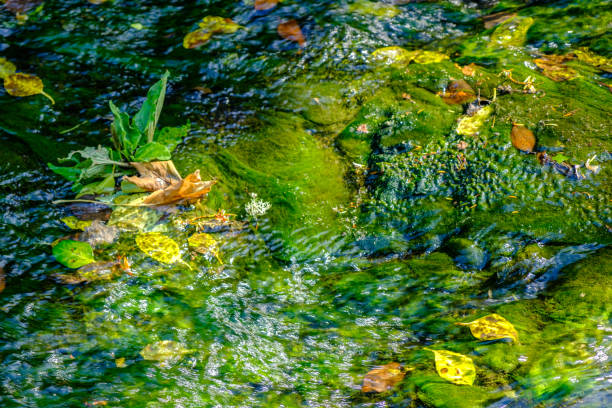 water stroom met zwevende gevallen bladeren in jesmond dene park op een zomerse namiddag in newcastle-upon-tyne, verenigd koninkrijk - newcastle united stockfoto's en -beelden