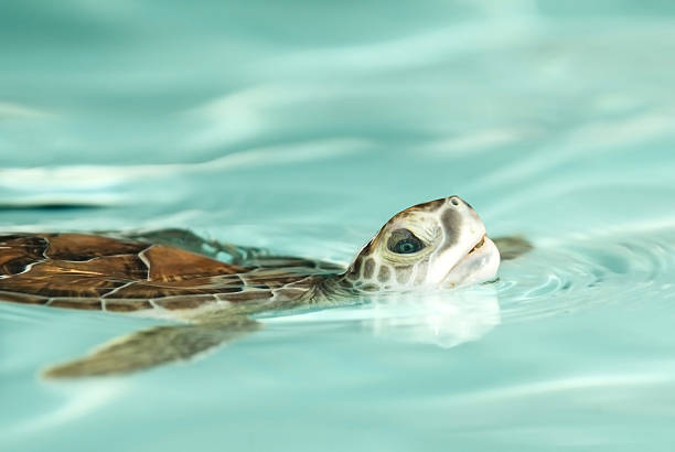 Water turtle stock photo