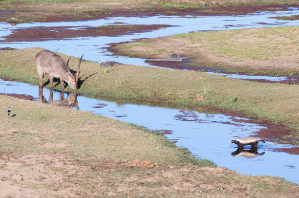 Waterbuck is drinking and Foraging black and white honey badger is walking in the water. stock photo