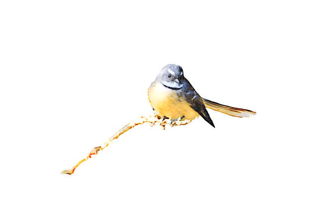 This is my Photographic Image of a New Zealand Fantail or locally known Ppīwakawaka in a Watercolour Effect. Because sometimes you might want a more illustrative image for an organic look.