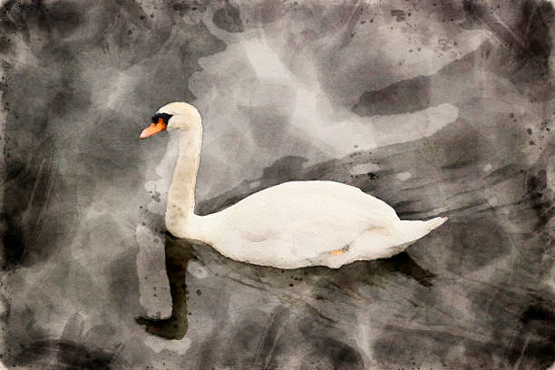 Watercolor of a Swan stock photo