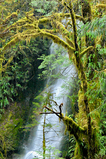 Moss-draped branches frame a rushing waterfall in the Quinault Rain Forest, Washington.