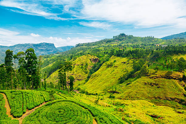 Waterfall valley near Nuwara Eliya, Sri Lanka Waterfall valley near Nuwara Eliya, Sri Lanka. Tea plantations on the foreground. Waterfall, mountains and blue sky with clouds on the background. Shot taken with Canon 5D mk III. High resolution panorama. sri lanka stock pictures, royalty-free photos & images