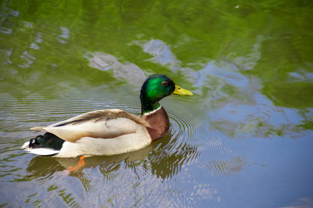 Waterfowl in the environment. Mallard duck swimming on a pond with green water while looking for food. Eco friendly concept. Waterfowl in the environment. drake stock pictures, royalty-free photos & images