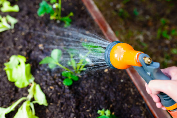 Watering a greengrocer with fresh vegetable seedlings using a garden hose - focus on the spray gun stock photo