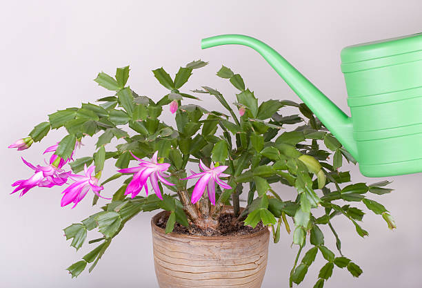Watering a plant stock photo